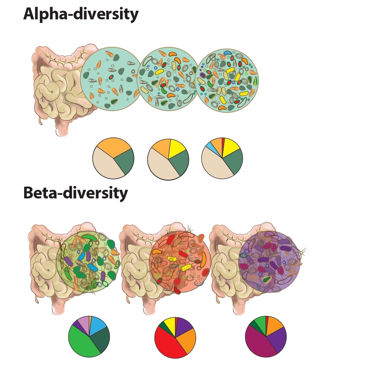 Alfa och Beta diversitet, illustration Anna Hallén